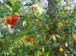 Arbousier ou arbre aux fraises