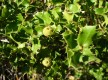 L'appel de la garrigue