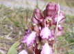 L'appel de la garrigue