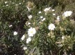 La garrigue au mois de mai